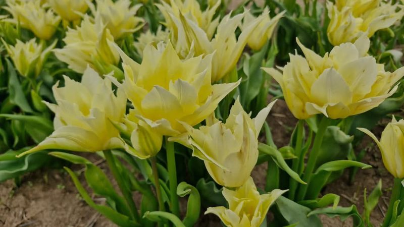 Feeria Lalelelor de la Patroaia Deal, comuna Crângurile, județul  Dâmbovița