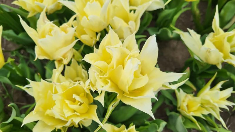 Feeria Lalelelor de la Patroaia Deal, comuna Crângurile, județul  Dâmbovița