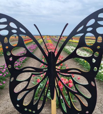 Feeria Lalelelor de la Patroaia Deal, comuna Crângurile, județul  Dâmbovița