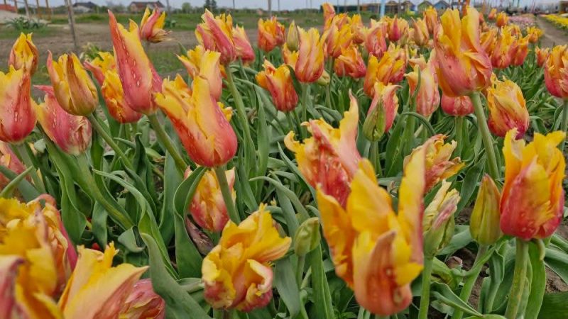 Feeria Lalelelor de la Patroaia Deal, comuna Crângurile, județul  Dâmbovița