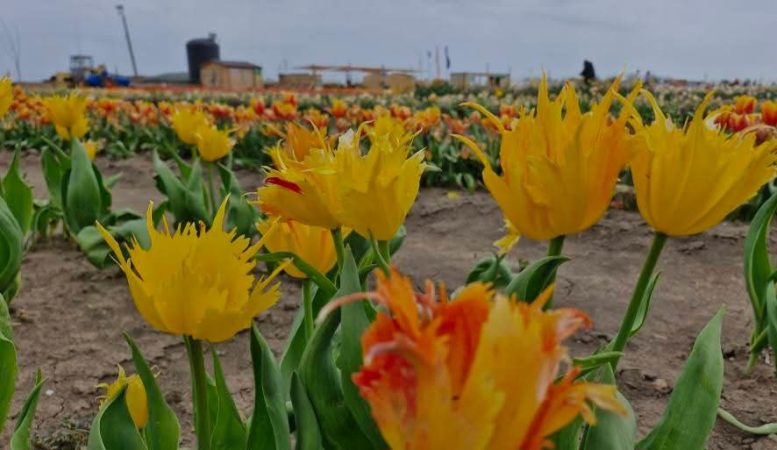 Feeria Lalelelor de la Patroaia Deal, comuna Crângurile, județul  Dâmbovița