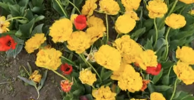 Feeria Lalelelor de la Patroaia Deal, comuna Crângurile, județul  Dâmbovița