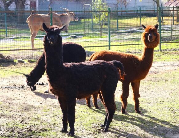 Elevi din București, Teleorman și Prahova, în vizită la Grădina Zoologică Târgoviște în cadrul Săptămânii Verzi Elevi din București, Teleorman și Prahova au avut ocazia să descopere lumea fascinantă a animalelor la Grădina Zoologică din Târgoviște