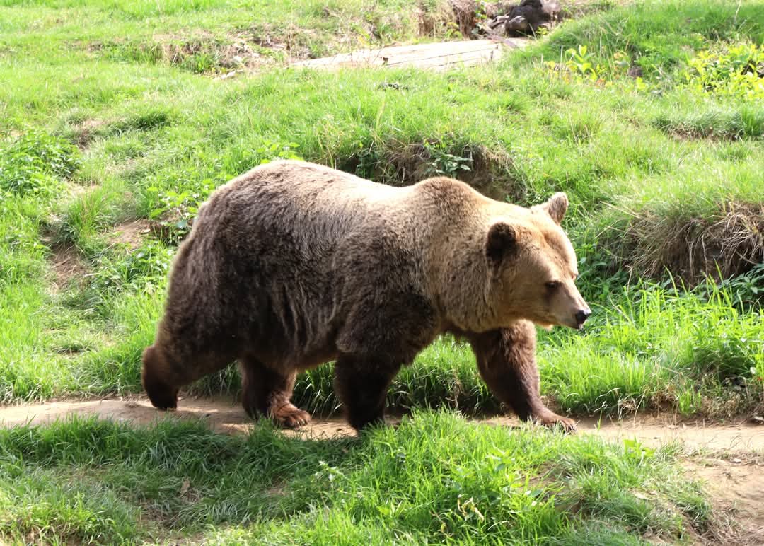Elevi din București, Teleorman și Prahova au avut ocazia să descopere lumea fascinantă a animalelor la Grădina Zoologică din Târgoviște