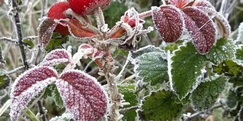 ULTIMA ORĂ: Informare meteorologică de  vreme rece și risc de brumă până pe 29 aprilie ULTIMA ORĂ: Informare meteorologică de  vreme rece și risc de brumă până pe 29 aprilie