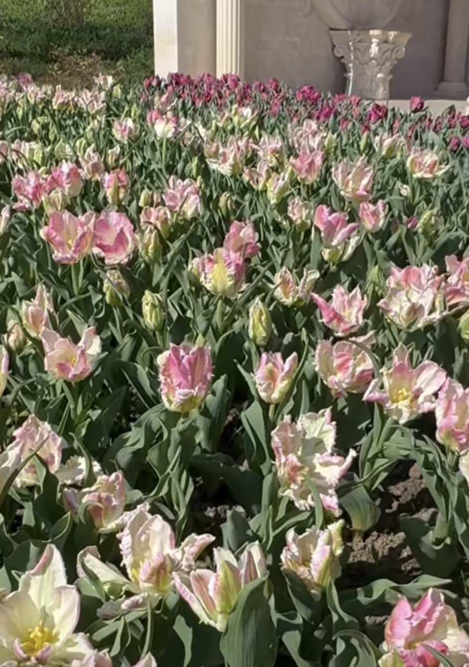 Lalele, Lalele la I Giardini di Zoe: O grădină de vis în inima României, județul Hunedoara.