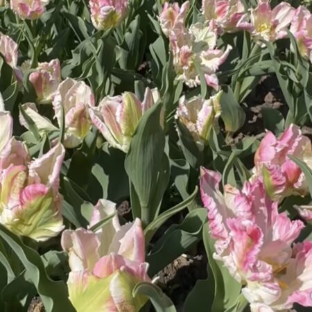 Lalele, Lalele la I Giardini di Zoe: O grădină de vis în inima României Lalele, Lalele la I Giardini di Zoe: O grădină de vis în inima României, județul Hunedoara.