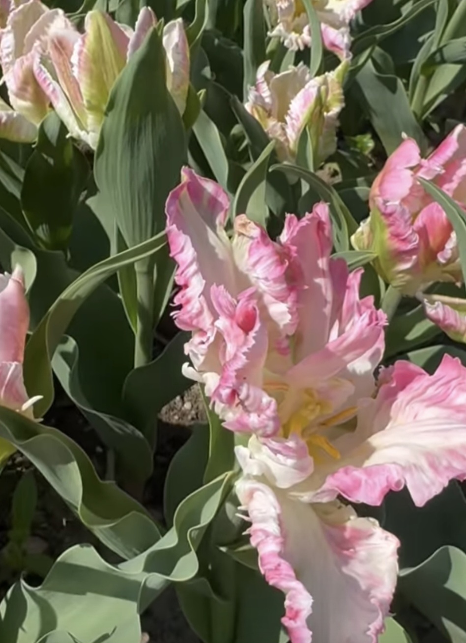 Lalele, Lalele la I Giardini di Zoe: O grădină de vis în inima României, județul Hunedoara.