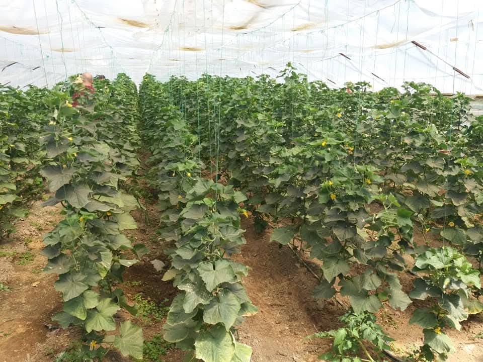 Este oficial! Programul de susținere a producției de legume cultivate în spații protejate va continua pentru următorii 3 ani. Guvernul a aprobat derularea acestui program pentru perioada 2025 – 2027, oferind fermierilor români mai multă predictibilitate și sprijin în dezvoltarea afacerilor lor agricole.
