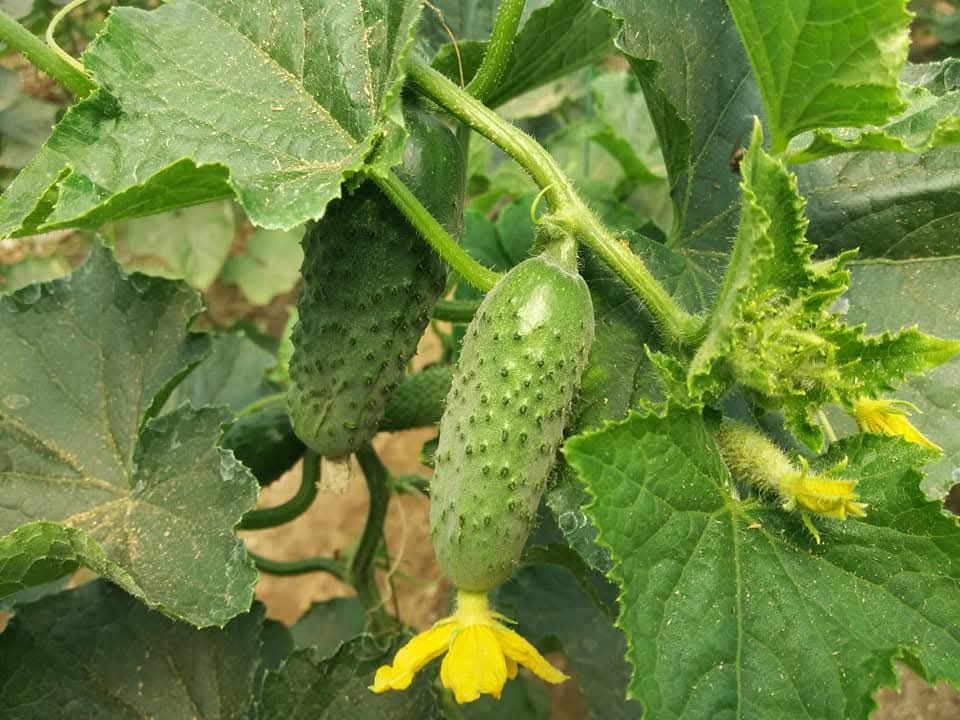 Este oficial! Programul de susținere a producției de legume cultivate în spații protejate va continua pentru următorii 3 ani. Guvernul a aprobat derularea acestui program pentru perioada 2025 – 2027, oferind fermierilor români mai multă predictibilitate și sprijin în dezvoltarea afacerilor lor agricole.