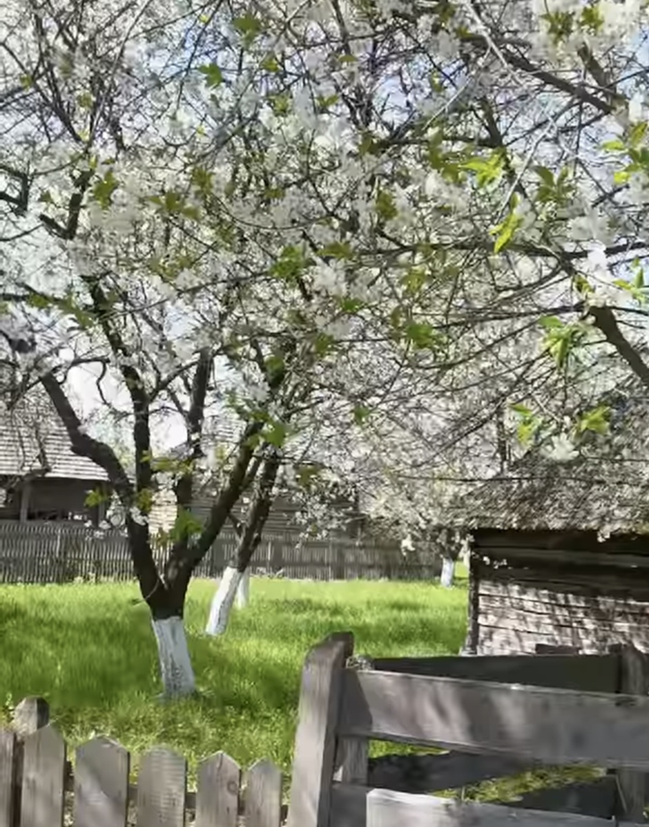 Primăvara și-a întins aripile și a adus cu ea un val de culoare și parfum la Muzeul Golești. În acest colț de istorie și tradiție, flori delicate de cireș,