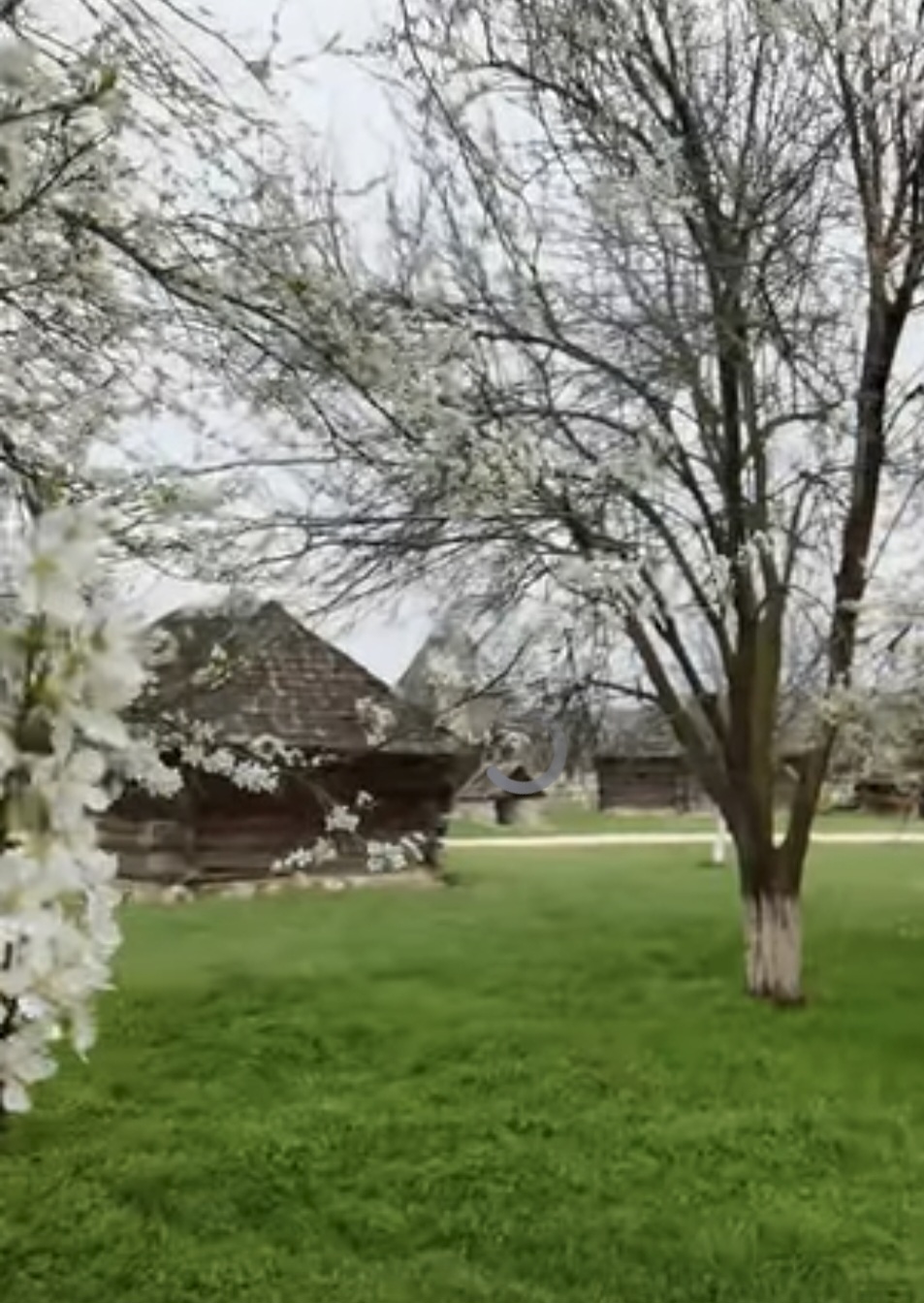 Primăvara și-a întins aripile și a adus cu ea un val de culoare și parfum la Muzeul Golești. În acest colț de istorie și tradiție, flori delicate de cireș,