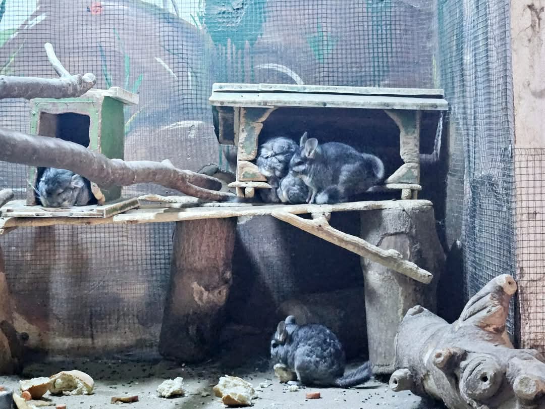 Grădina Zoologică Târgoviște își surprinde vizitatorii cu o nouă atracție: chinchilele! Aceste mici mamifere, renumite pentru blana lor extrem de moale și fină,