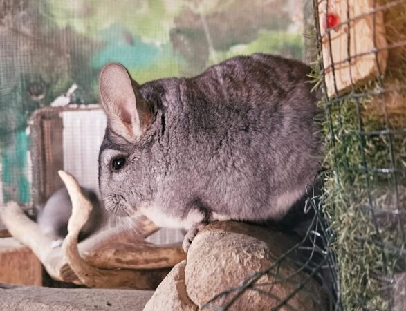 O nouă atracție la Grădinița Zoologică Târgoviște: Chinchilele! Grădina Zoologică Târgoviște își surprinde vizitatorii cu o nouă atracție: chinchilele! Aceste mici mamifere, renumite pentru blana lor extrem de moale și fină,