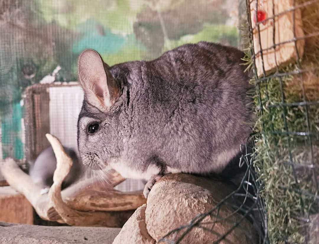 Grădina Zoologică Târgoviște își surprinde vizitatorii cu o nouă atracție: chinchilele! Aceste mici mamifere, renumite pentru blana lor extrem de moale și fină,