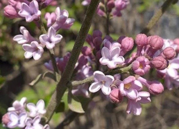 Prognoza meteo pentru următoarele patru săptămâni.Meteorologii ANM au emis prognoza meteo pentru perioada 14 aprilie – 11 mai 2025,