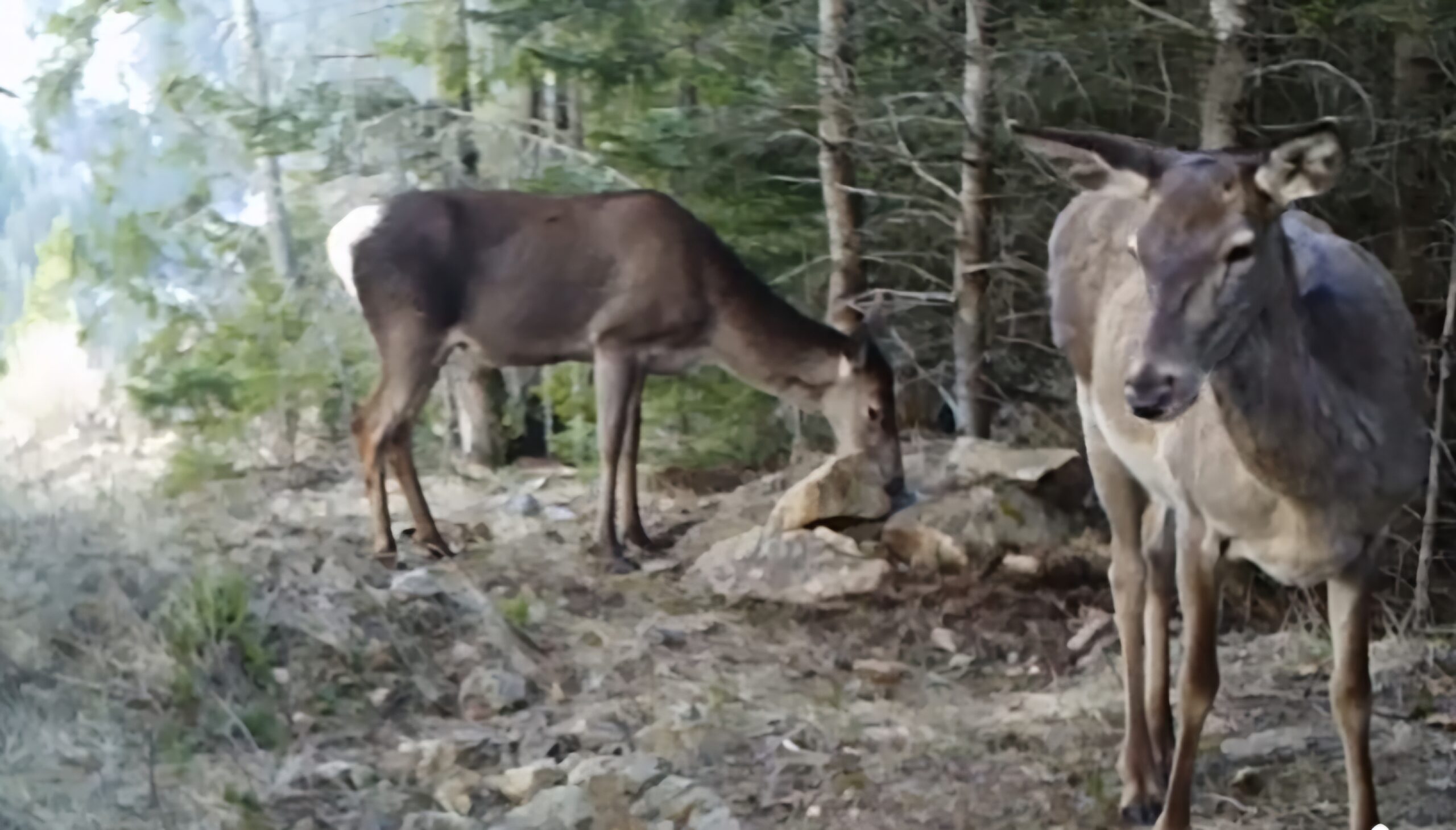 Un deliciu  pentru fauna pădurilor, în  mijlocul naturii, un bulgăre de sare a devenit un adevărat magnet pentru fauna locală.