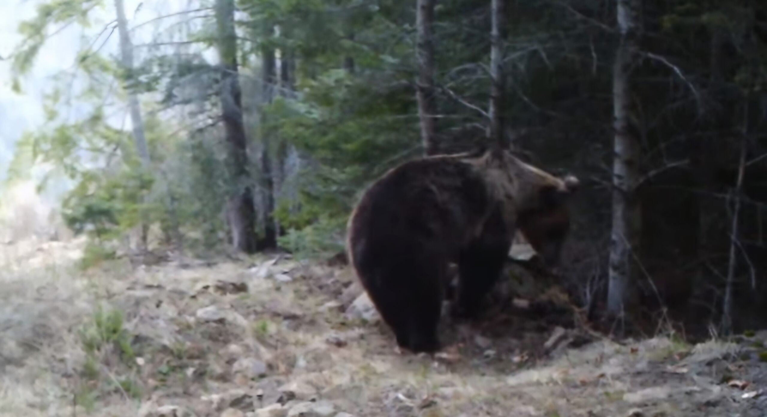 Un deliciu  pentru fauna pădurilor, în  mijlocul naturii, un bulgăre de sare a devenit un adevărat magnet pentru fauna locală.