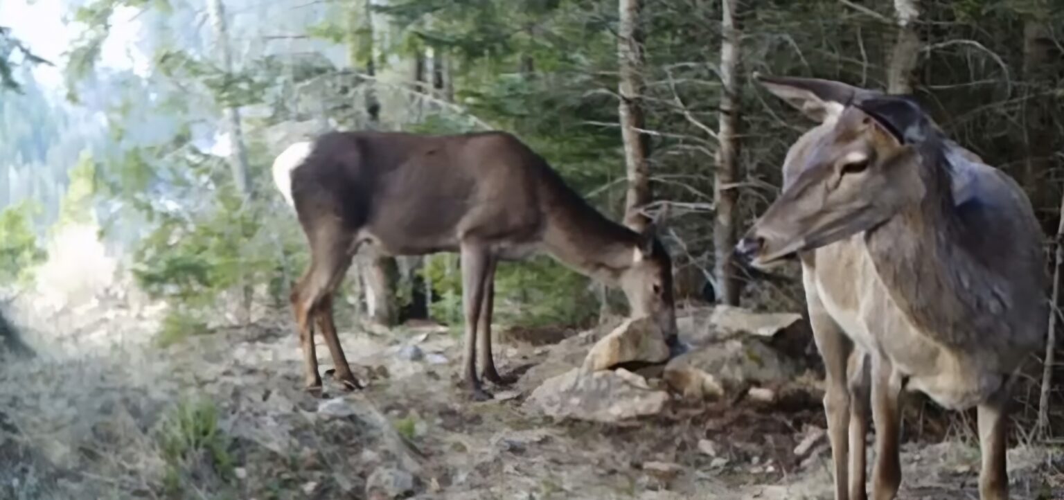 Un deliciu pentru fauna pădurilor: Bulgărele savuros de sare Un deliciu  pentru fauna pădurilor, în  mijlocul naturii, un bulgăre de sare a devenit un adevărat magnet pentru fauna locală.