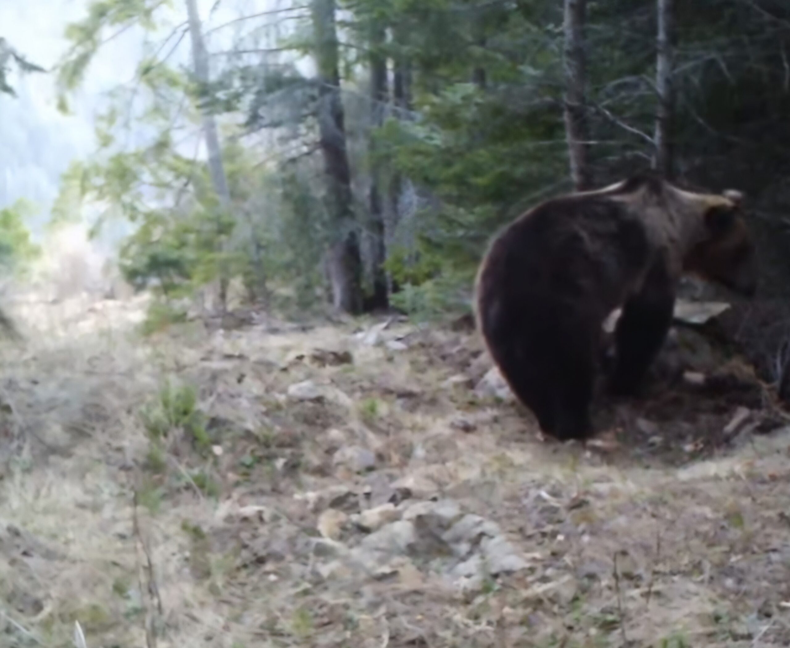 Un deliciu  pentru fauna pădurilor, în  mijlocul naturii, un bulgăre de sare a devenit un adevărat magnet pentru fauna locală.