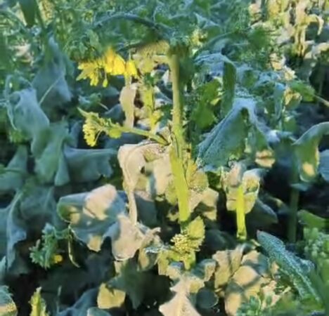 Vremea rece și înghețul din ultimele două nopți au compromis livezile și culturile  Vremea rece și înghețul din ultimele două nopți au compromis livezile și culturile.