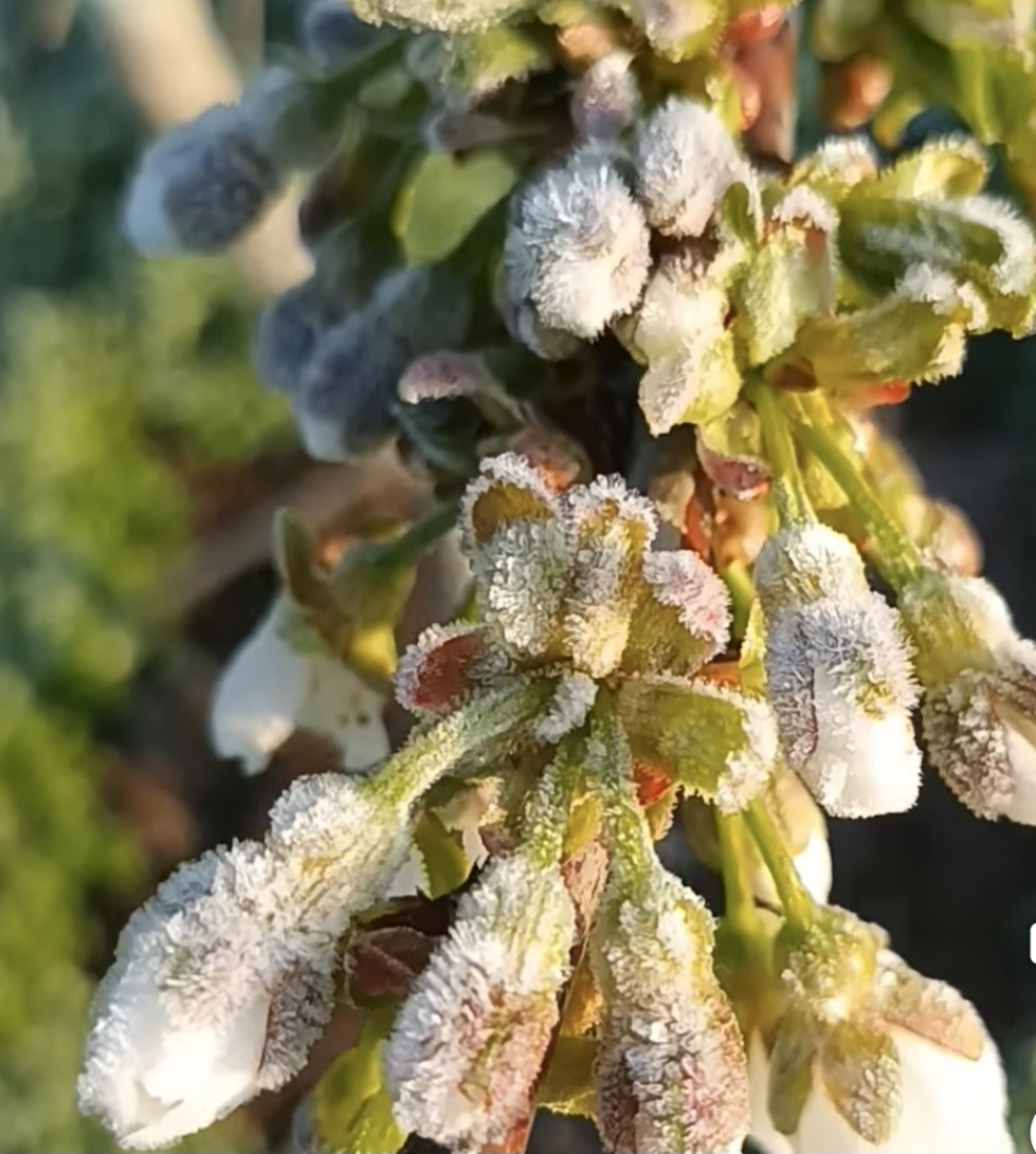 Vremea rece și înghețul din ultimele două nopți au compromis livezile și culturile.
