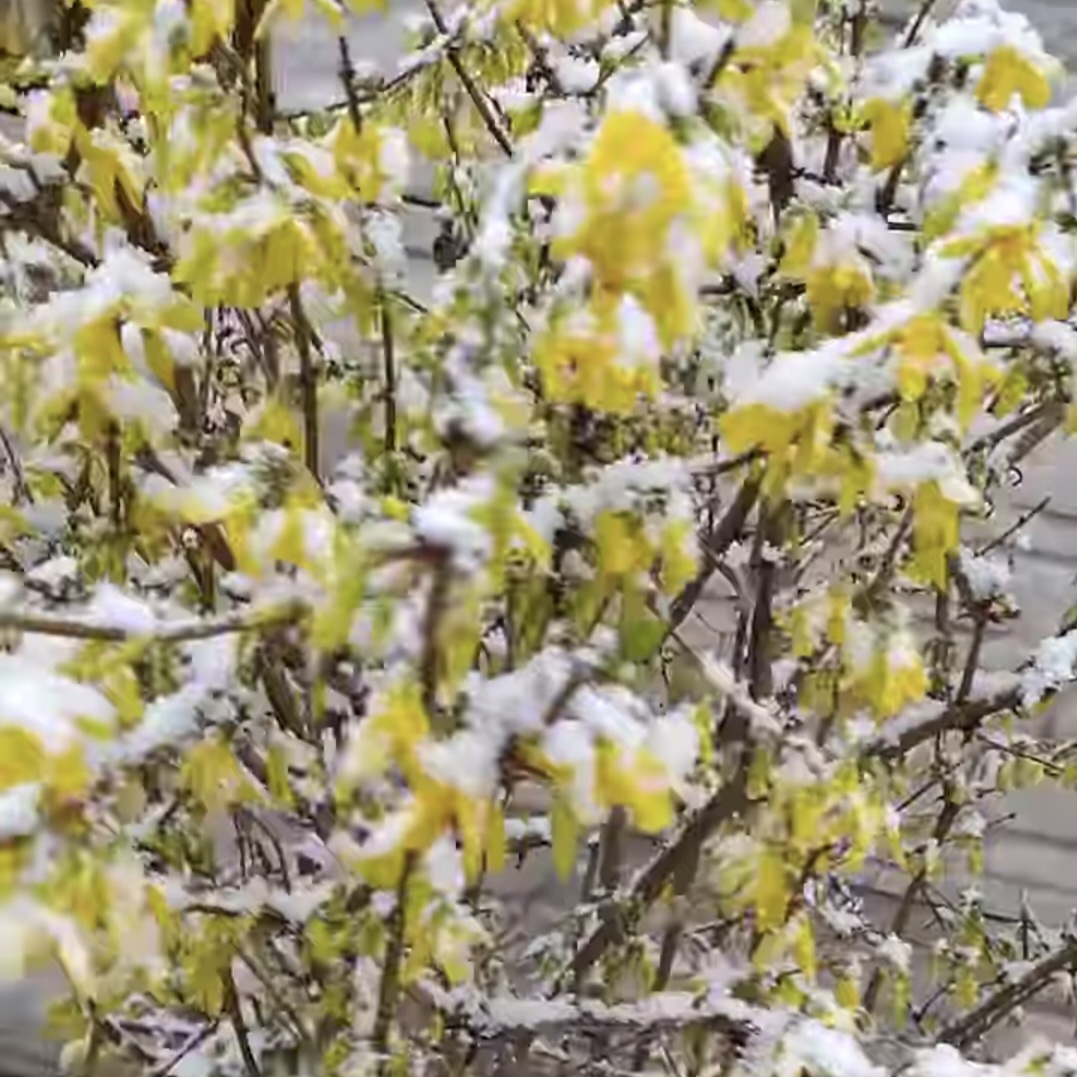 Vremea se răcește brusc, în următoarele zile, România va experimenta o schimbare drastică a vremii, cu alternanțe între primăvară și iarnă