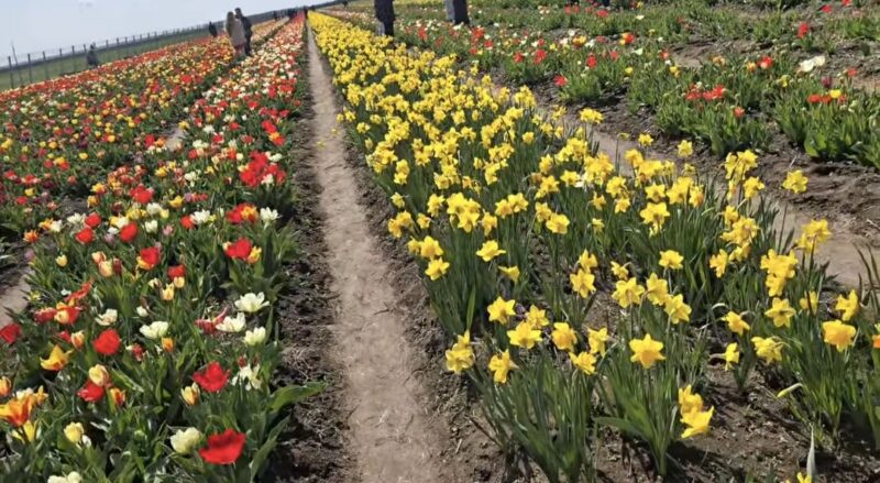 O lume colorată de lalele la Pătroaia Deal,comuna Crângurile, județul Dâmbovița.