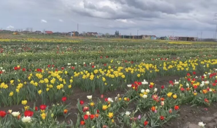 O lume colorată de lalele la Pătroaia Deal,comuna Crângurile, județul Dâmbovița.