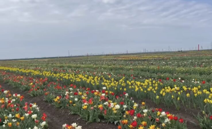 O lume colorată de lalele la Pătroaia Deal,comuna Crângurile, județul Dâmbovița.