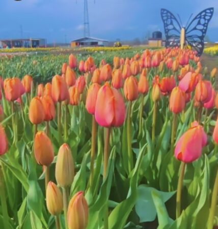 O lume colorată de lalele la Pătroaia Deal,comuna Crângurile, județul Dâmbovița.