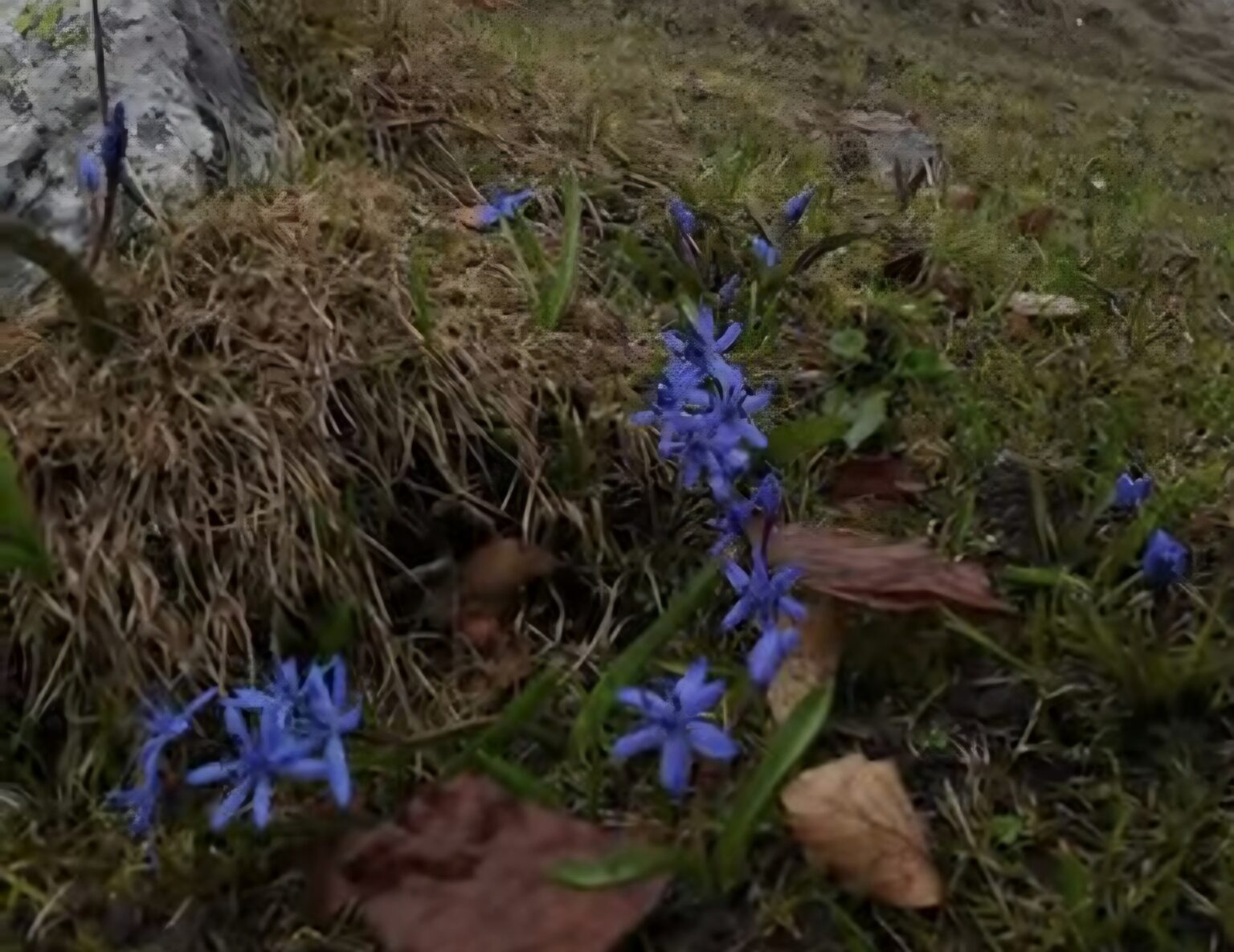 Și în condiții de vreme rece și mohorâtă, natura continuă să-și arate frumusețea Și în condiții de vreme rece și mohorâtă, natura continuă să-și arate frumusețea în Parcul Natural Cozia. Deși temperaturile sunt încă scăzute, brândușele și viorelele,