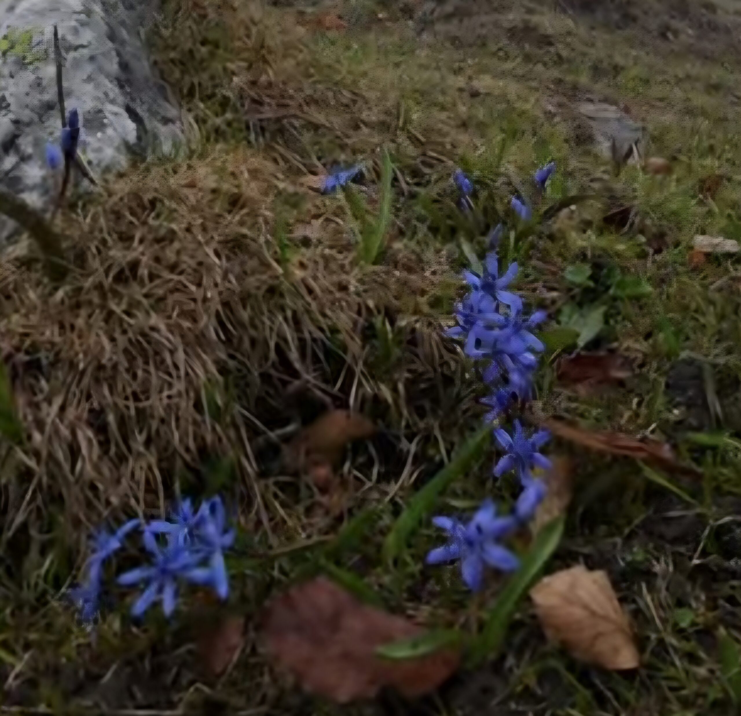 Și în condiții de vreme rece și mohorâtă, natura continuă să-și arate frumusețea în Parcul Natural Cozia. Deși temperaturile sunt încă scăzute, brândușele și viorelele,
