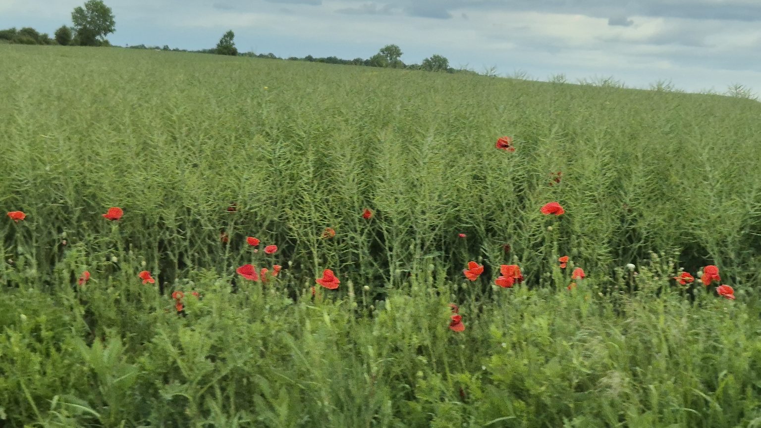ANOMALII TERMICE: Vreme neobișnuit de rece în luna mai 
