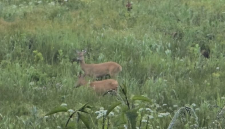 Imagini rare din pădurile Dâmboviței: Doi căpriori surprinși în mijlocul ploii, într-o plantație tânără