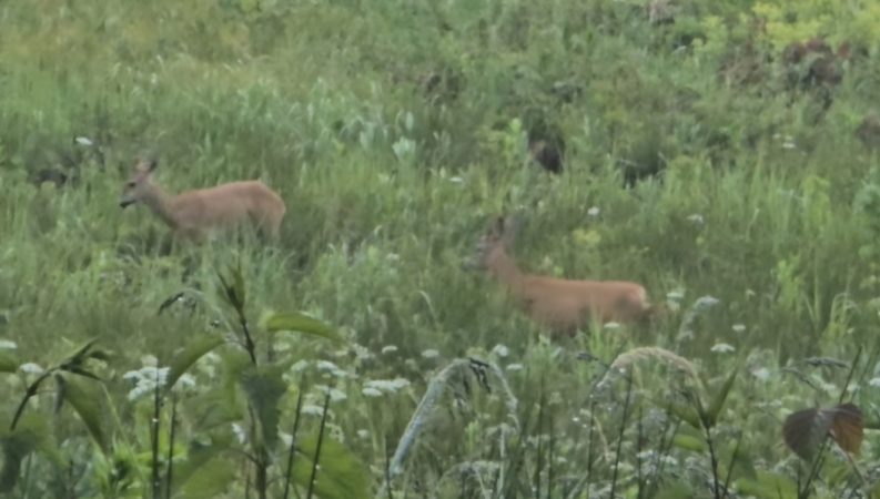 Imagini rare din pădurile Dâmboviței: Doi căpriori surprinși în mijlocul ploii, într-o plantație tânără