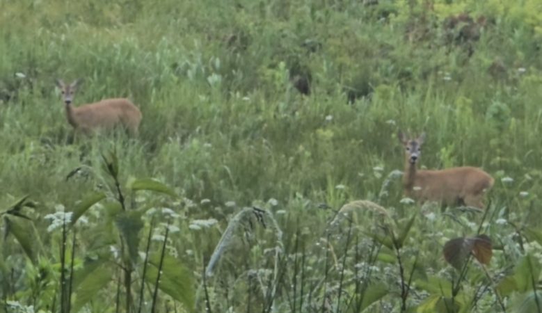 Imagini rare din pădurile Dâmboviței: Doi căpriori surprinși în mijlocul ploii, într-o plantație tânără