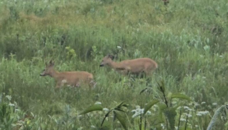 Imagini rare din pădurile Dâmboviței: Doi căpriori surprinși în mijlocul ploii, într-o plantație tânără