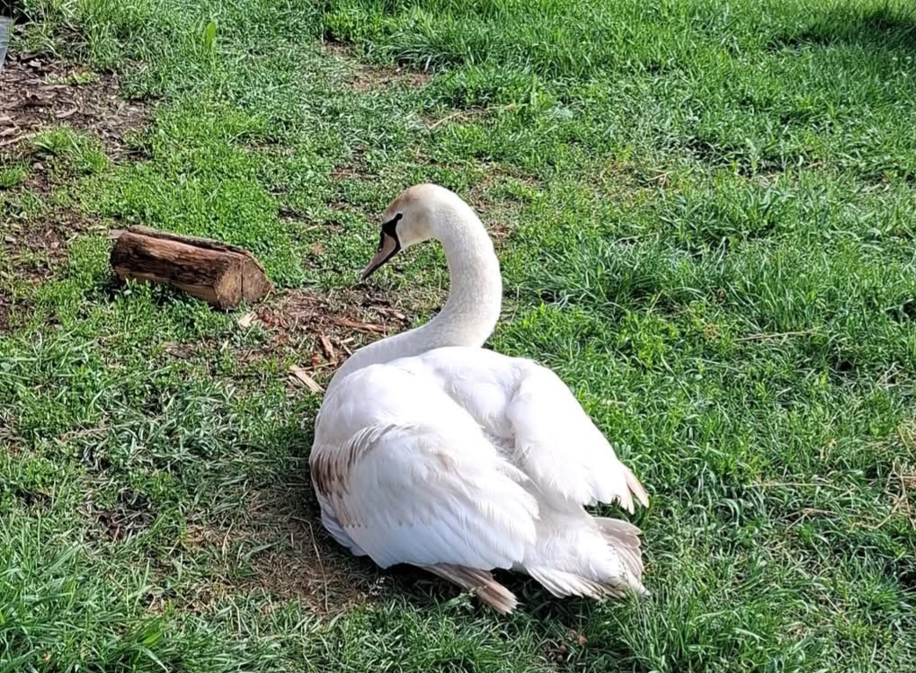 O lebădă rănită, salvată de pe Lacul Bungetu 2 și dusă la Grădina Zoologică Târgoviște