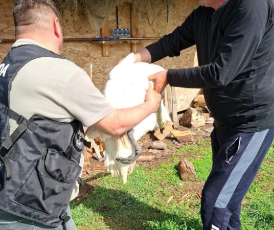 O lebădă rănită, salvată de pe Lacul Bungetu 2 și dusă la Grădina Zoologică Târgoviște