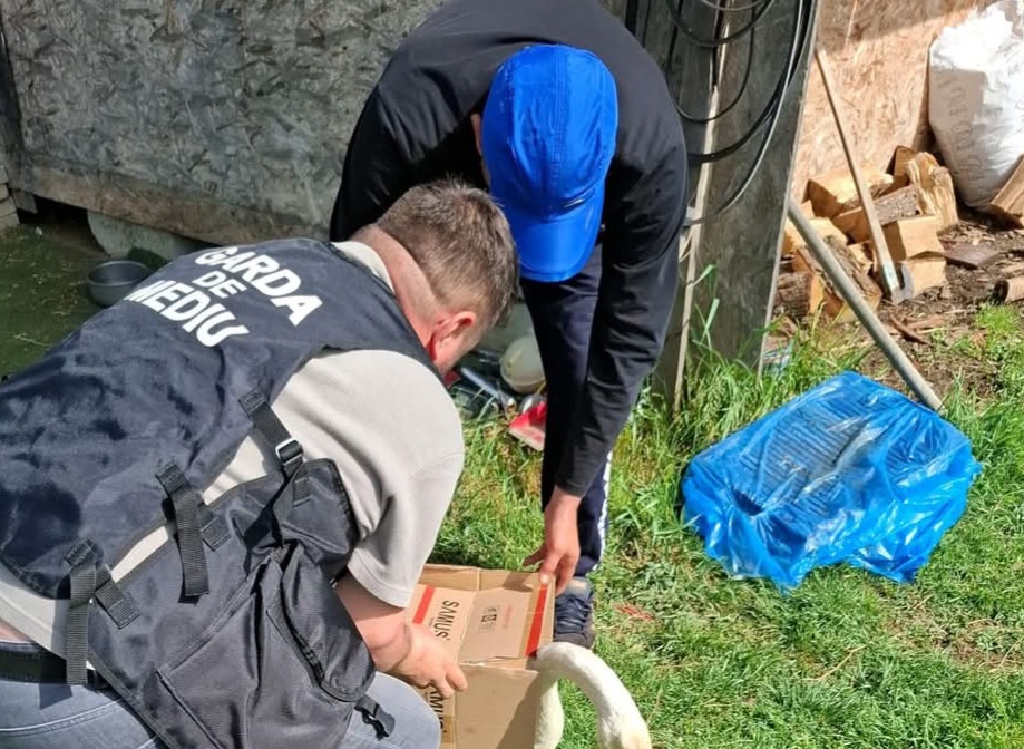 O lebădă rănită, salvată de pe Lacul Bungetu 2 și dusă la Grădina Zoologică Târgoviște