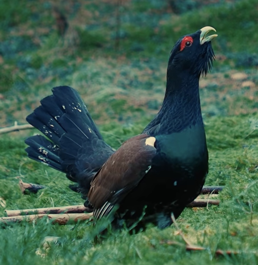 Spectacolul tăcut al pădurii: Cocoșul de munte, în plin sezon al rotitului
