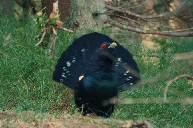 Spectacolul tăcut al pădurii: Cocoșul de munte, în plin sezon al rotitului