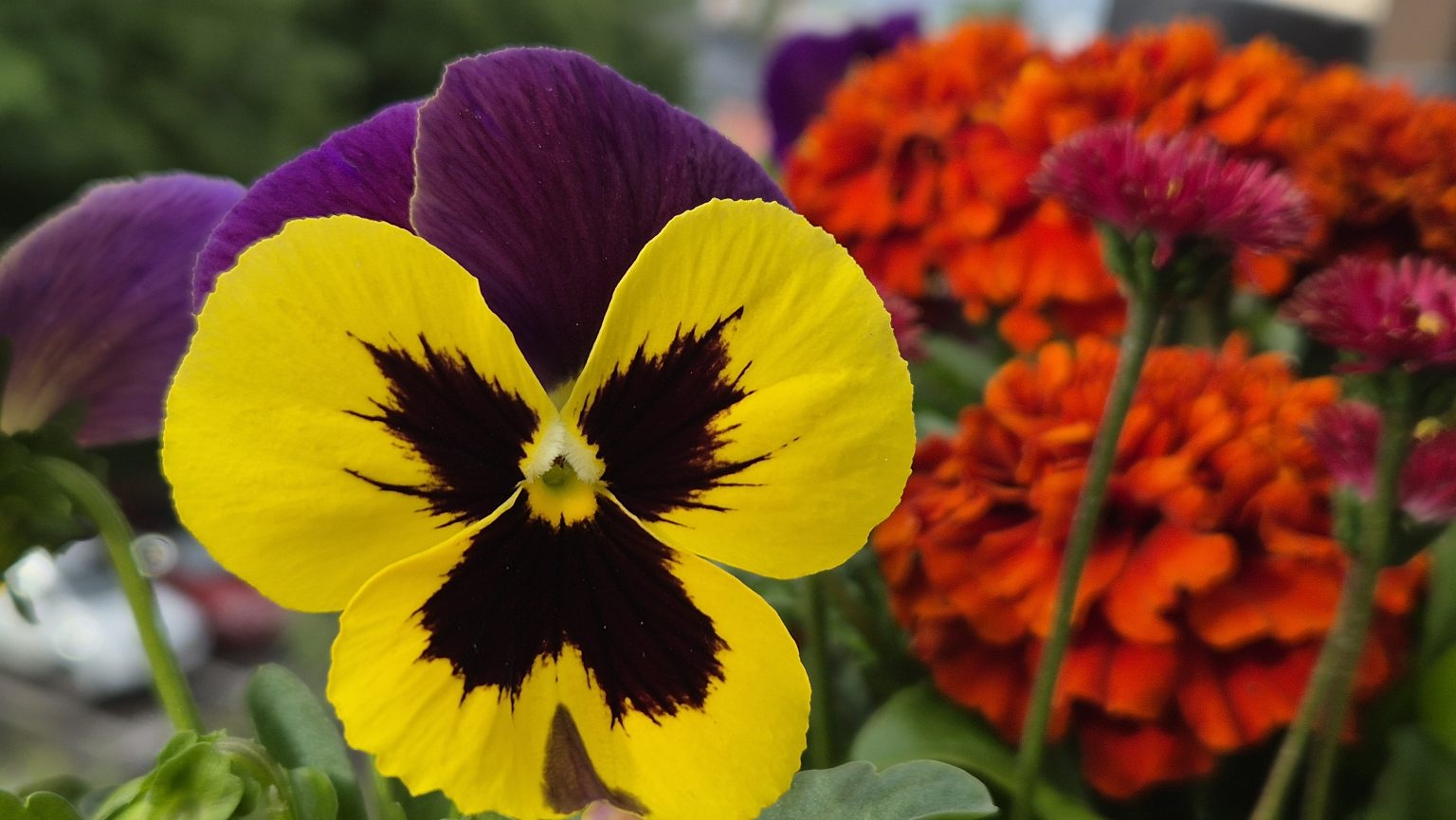 Un val de căldură tropicală va lovi România începând cu 1iunie Un val de căldură tropicală va lovi România începând cu 1iunie