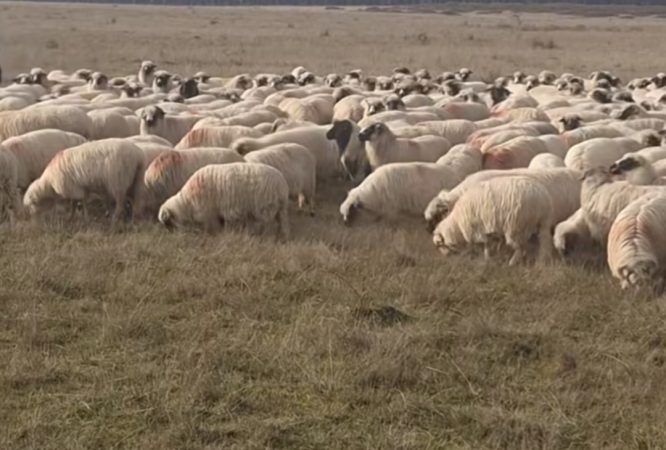 APIA schimbă regulile: Subvenția pe pășune ajunge doar  la fermierii cu animale