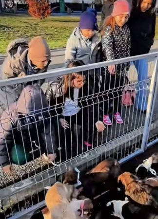 Succes la primul târg de adopții canine din Târgoviște! 