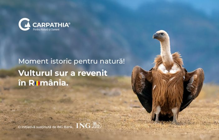 Vulturii suri revin în România după mai bine de 70 de ani: primele 25 de exemplare au ajuns în Masivul Făgăraș