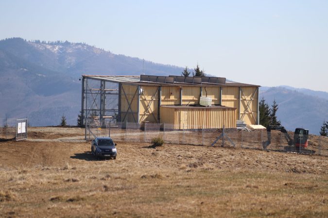 Vulturii suri revin în România după mai bine de 70 de ani: primele 25 de exemplare au ajuns în Masivul Făgăraș