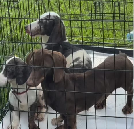  Câinii de rasă și cei din adăpost au cucerit Parcul Chindiei