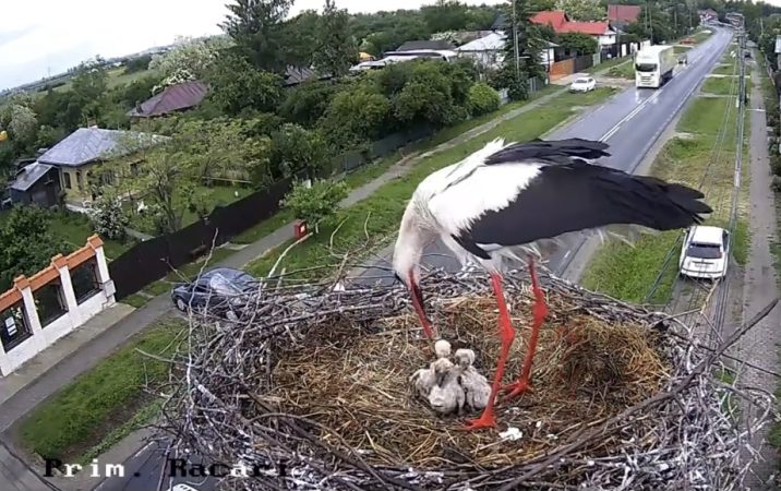 Familie de berze la Răcari: Patru puișori crescuți cu grijă, cuibul poate fi urmărit LIVE berze racari,,